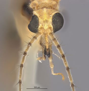 Media type: image;   Entomology 10306 Aspect: head frontal view